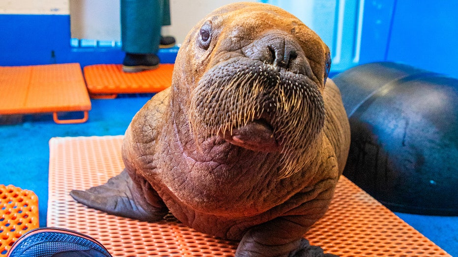 Baby-walrus2.jpg