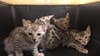 Nearly 70 exotic cats rescued from Alvin property since March, Houston SPCA says