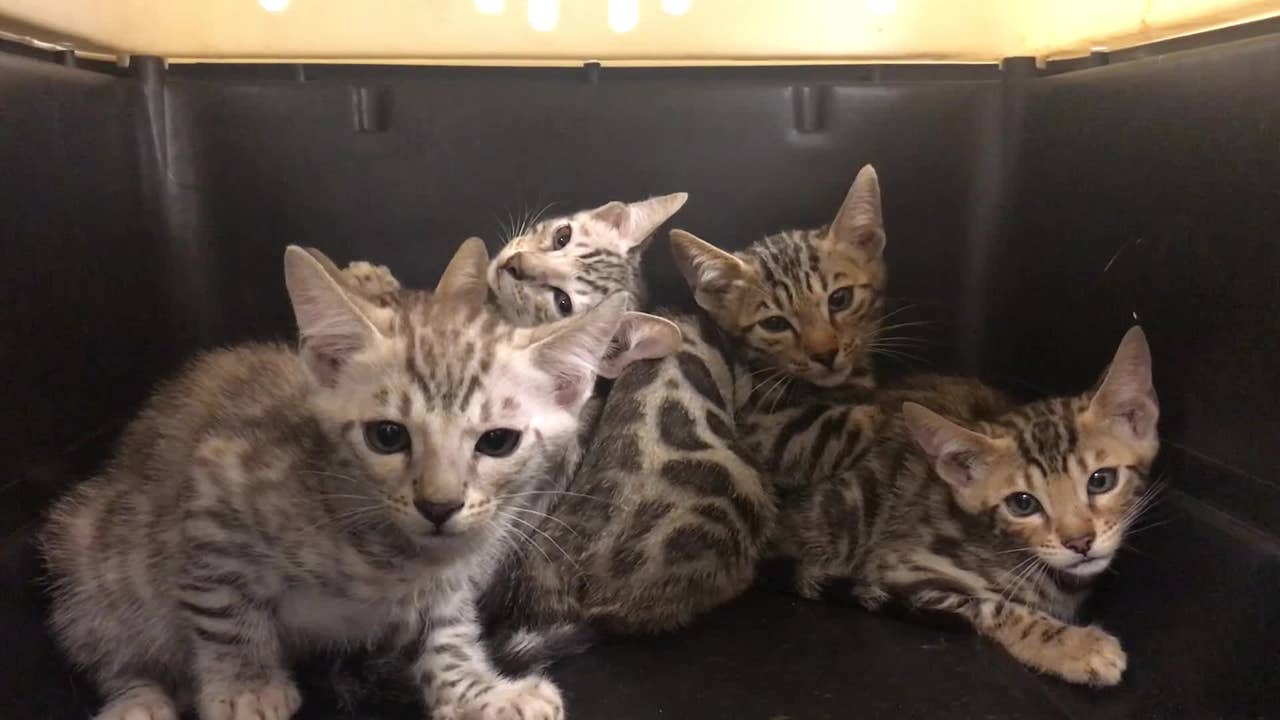 Dozens of exotic cats rescued from Alvin property, Houston SPCA says