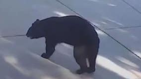 Three-legged bear raids refrigerator for alcoholic seltzer