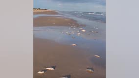 Thousands of fish seen dead along the Texas Gulf Coast; red tide alagae confirmed to be the cause