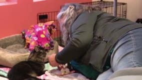 One legged cat who survived horrific abuse takes turn for the worse; Spends final hours surrounded by love