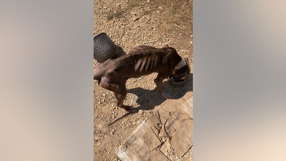 Over a dozen severely malnourished dogs rescued in Crockett