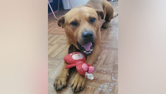 Houston animal cruelty reward: Suspects sought after dog was beaten, intentionally set on fire