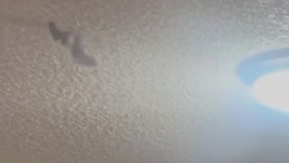 Houston woman finds bat flying around her apartment, in her granddaughter's room