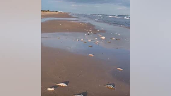 Thousands of fish seen dead along the Texas Gulf Coast; red tide alagae confirmed to be the cause