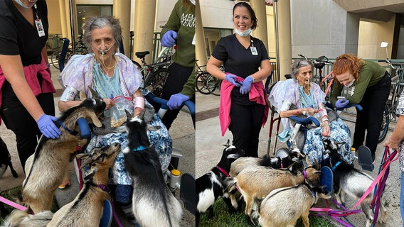 Houston area woman in ICU allowed visit from her 5 goats