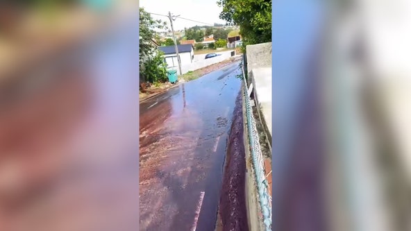 Watch: Red wine flows down street in Portugal after containers burst at nearby distillery