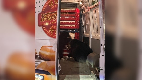 Bears steal Krispy Kreme doughnuts from delivery van in Alaska