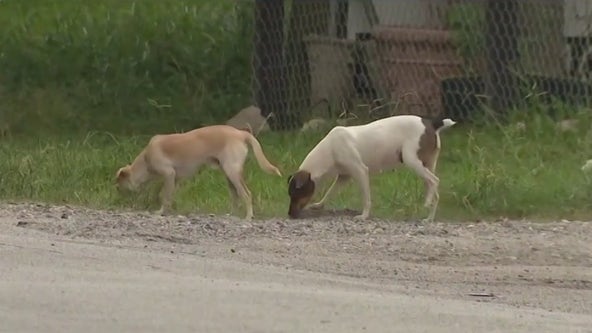 Non-profit Houston PetSet holds mayoral forum for plan to curb city's over animal population