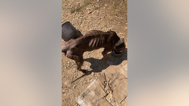 Over a dozen severely malnourished dogs rescued in Crockett