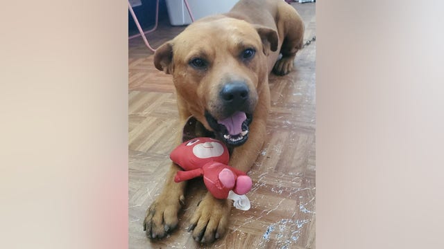 Houston animal cruelty reward: Suspects sought after dog was beaten, intentionally set on fire