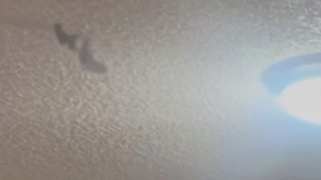 Houston woman finds bat flying around her apartment, in her granddaughter's room