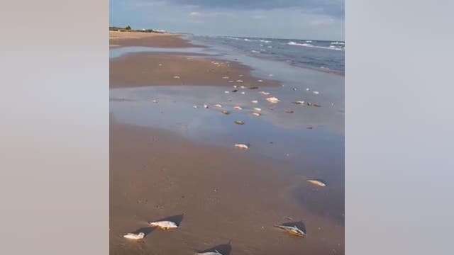 Thousands of fish seen dead along the Texas Gulf Coast; red tide alagae confirmed to be the cause