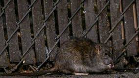 Houston ranked Top 20 Rattiest Cities in the US, Orkin study says