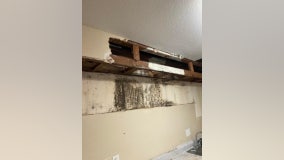 Humble family's black mold-infested apartment raises health concerns