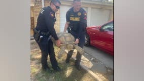 Massive tortoise found wandering Houston neighborhood rescued