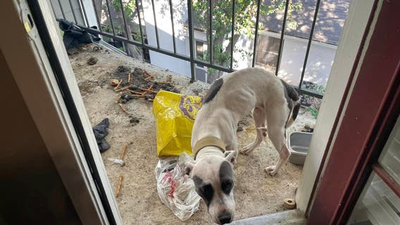 Harris County animal abuse: Dog reported to have been left on balcony for 3 weeks, seized by authorities