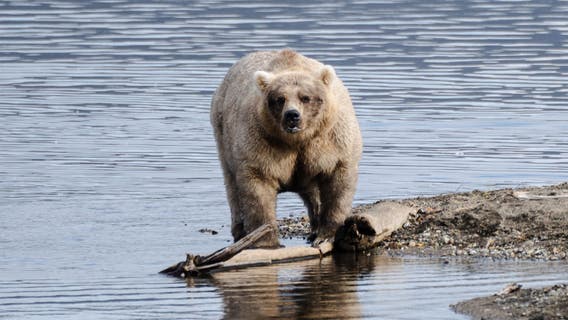 Fat Bear Week competition semi-finals: 32 Chunk vs 901, 128 Grazer vs 435 Holly