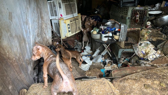 47 dogs with infestations abandoned at RV home including puppies, rescued by Houston Humane Society