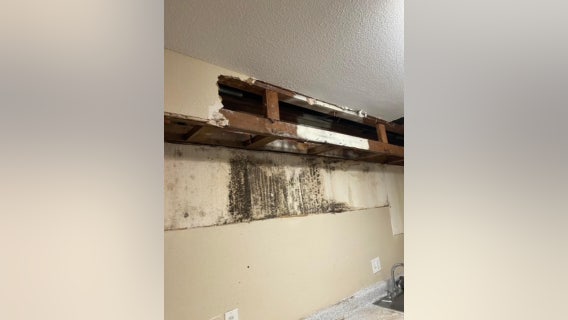 Humble family's black mold-infested apartment raises health concerns