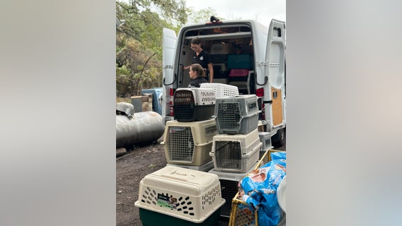 Animal cruelty: 40+ dogs rescued, 1 found dead by Houston SPCA in deplorable home