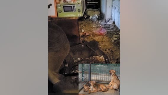 22 dogs rescued after owner was found dead for two weeks at Harris County home