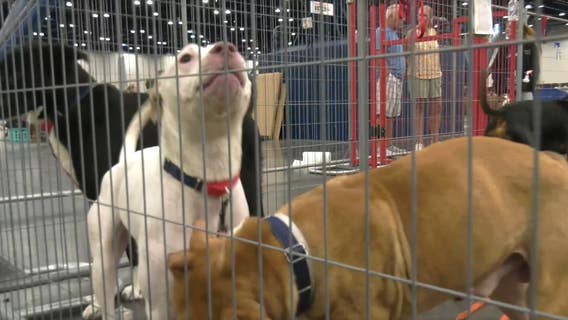 BARC launches new volunteer program, calling on Houstonians to make a difference in animal welfare