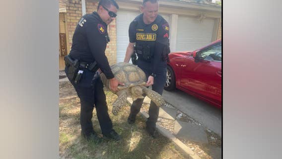 Massive tortoise found wandering Houston neighborhood rescued