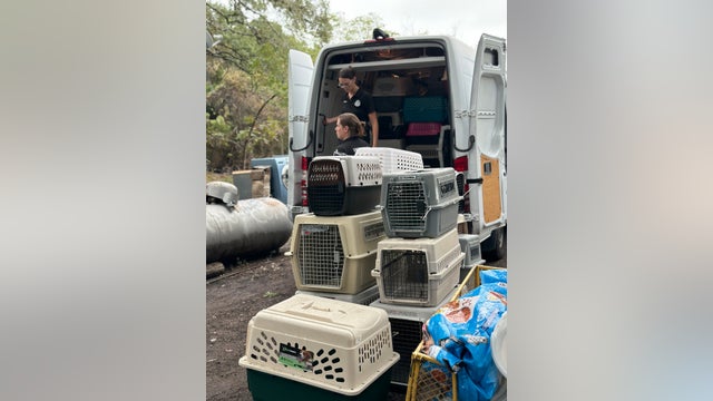 Animal cruelty: 40+ dogs rescued, 1 found dead by Houston SPCA in deplorable home