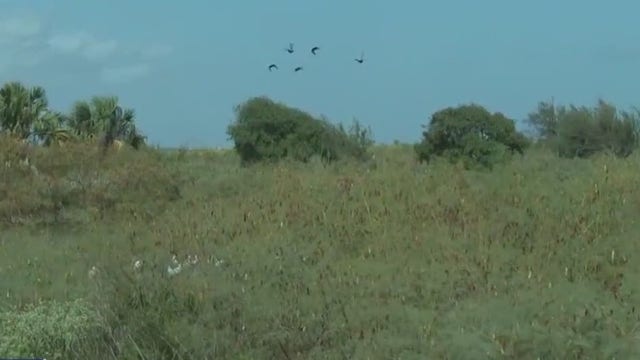 Galveston's wetlands at risk of being developed, nonprofit racing to save wildlife habitat