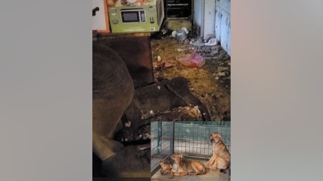 22 dogs rescued after owner was found dead for two weeks at Harris County home