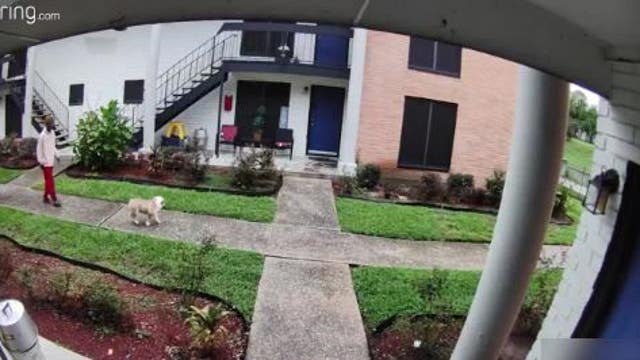 3 dogs in the care of Houston SPCA, man faces criminal charges after animal abuse caught on Ring video