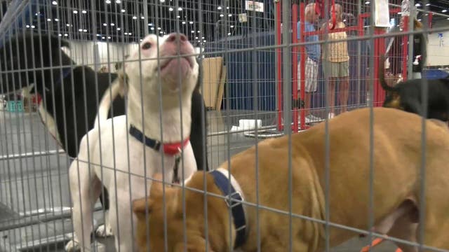 BARC launches new volunteer program, calling on Houstonians to make a difference in animal welfare