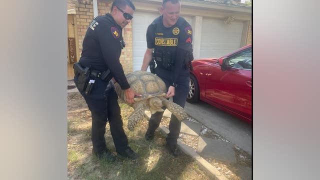 Massive tortoise found wandering Houston neighborhood rescued