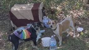 Dogs abandoned in Willis: 2 dumped on side of road with note; illustrates need for fosters