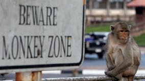 Brazoria County Commissioners unanimously reject monkey facility plans