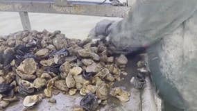 New Texas oyster season brings apprehension