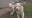 2 dogs with special needs have much to be thankful for