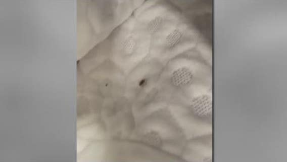Houston City Council gets involved following Sunnyside bed bug infestation