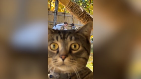 Watch: Cat named Loki photobombs marriage proposal