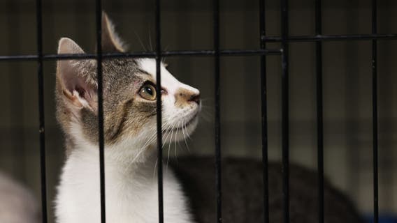 Houston Pets Alive! hosts 'Home for the Pawlidays' adoption event, Giving Tuesday