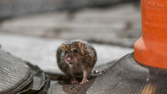Study reveals rats have an imagination