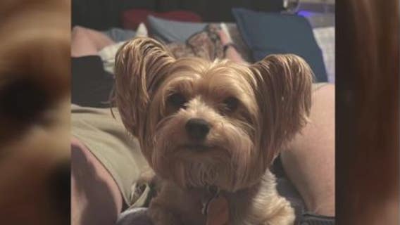 Houston man searching for answers after his dog suddenly dies at pop-up clinic for low-cost pet vaccines