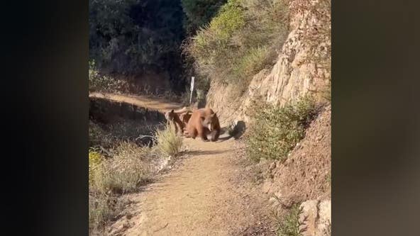 Hiker faces off with bear on trail in California