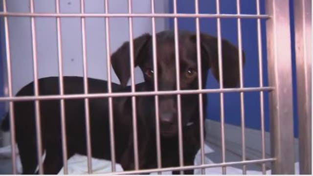 Short term fosters needed to help dogs, cats, and rescue workers have happy Thanksgiving