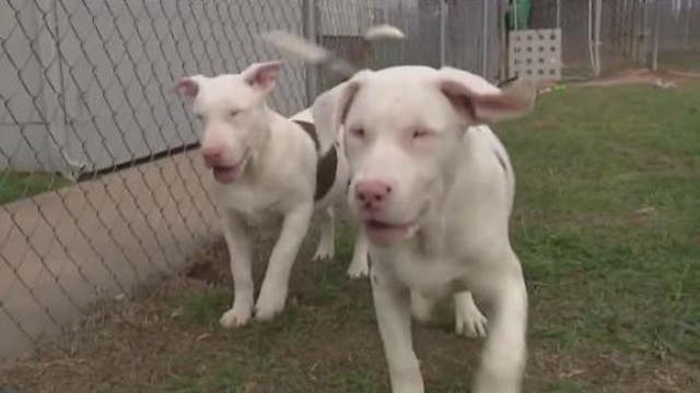 2 dogs with special needs have much to be thankful for