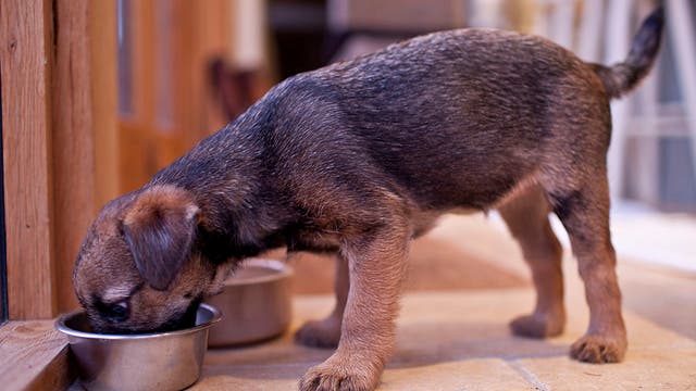 Thanksgiving foods your pet can and cannot eat, according to expert