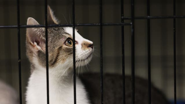 Houston Pets Alive! hosts 'Home for the Pawlidays' adoption event, Giving Tuesday