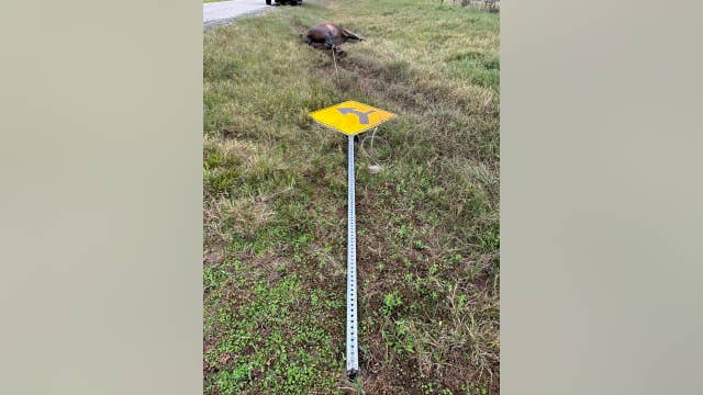 Waller County Sheriff's Office calls for public assistance in solving horse killing